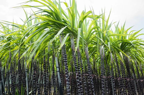 甜蜜的本質(zhì) 1個(gè)殘酷的歷史結(jié)局