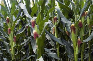 玉米控旺的最佳時(shí)機(jī)是何時(shí) 噴施化學(xué)調(diào)節(jié)劑控旺