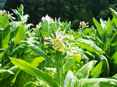 烤煙專賣店_烤煙價(jià)格_烤煙哪里買