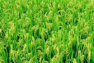 全國(guó)各個(gè)地區(qū)主要農(nóng)作物大盤點(diǎn)