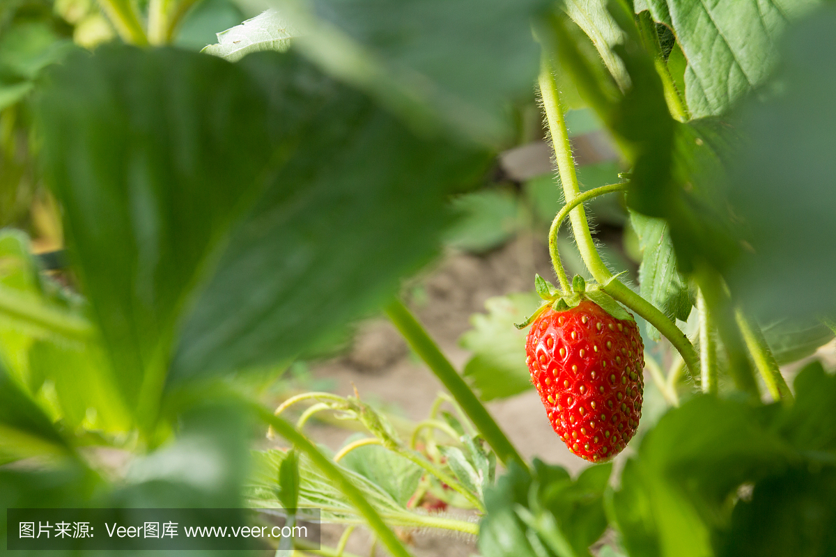 非常美味的草莓。草莓作物。紅色,多汁,大漿果。香甜可口的漿果。