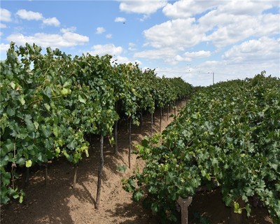 陽高縣尉家小堡&ldquo;北國(guó)明珠&rdquo;產(chǎn)業(yè)的喜和憂