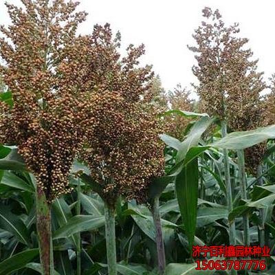 甜高粱有什么利用價(jià)值