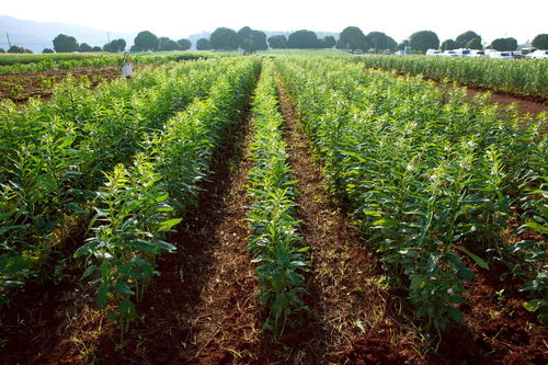 旱地適應種那 些經濟作物