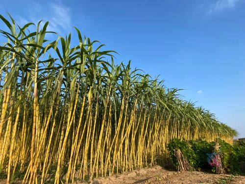 殘酷 吃的,也被卡脖子 國(guó)家真是操碎了心