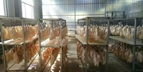 2011年 黑心烤鴨 團(tuán)伙落網(wǎng),成本不足5元月售萬只 自己不敢吃